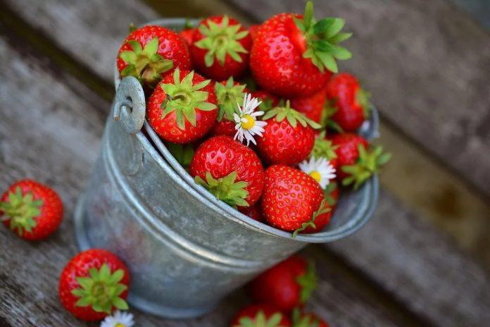 又到了采草莓的时候！推荐你几个安省采草莓的好地方