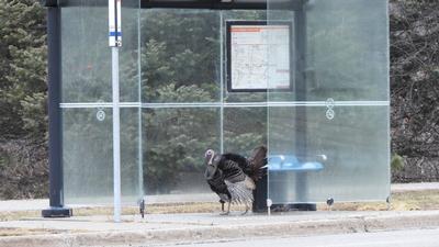 密市野生动物真环保﹖ 火鸡也等坐巴士(图)