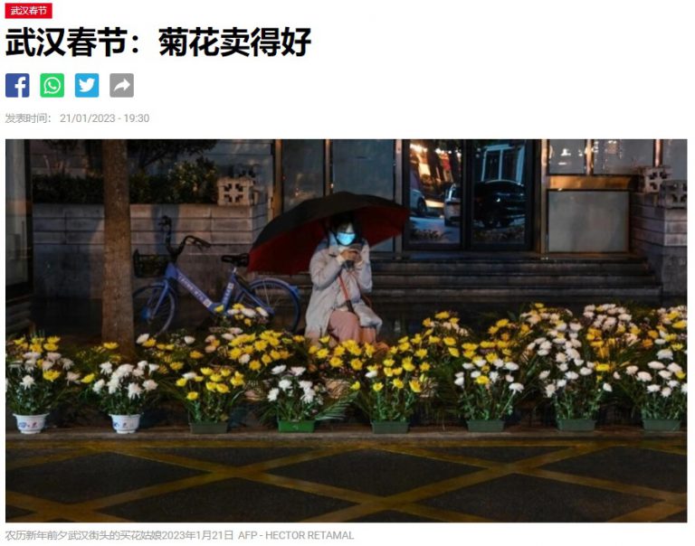 武汉春节：菊花卖得好 大家都得过了 可安心过节