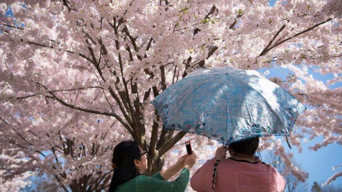 多伦多海柏公园樱花今年可能提前盛开